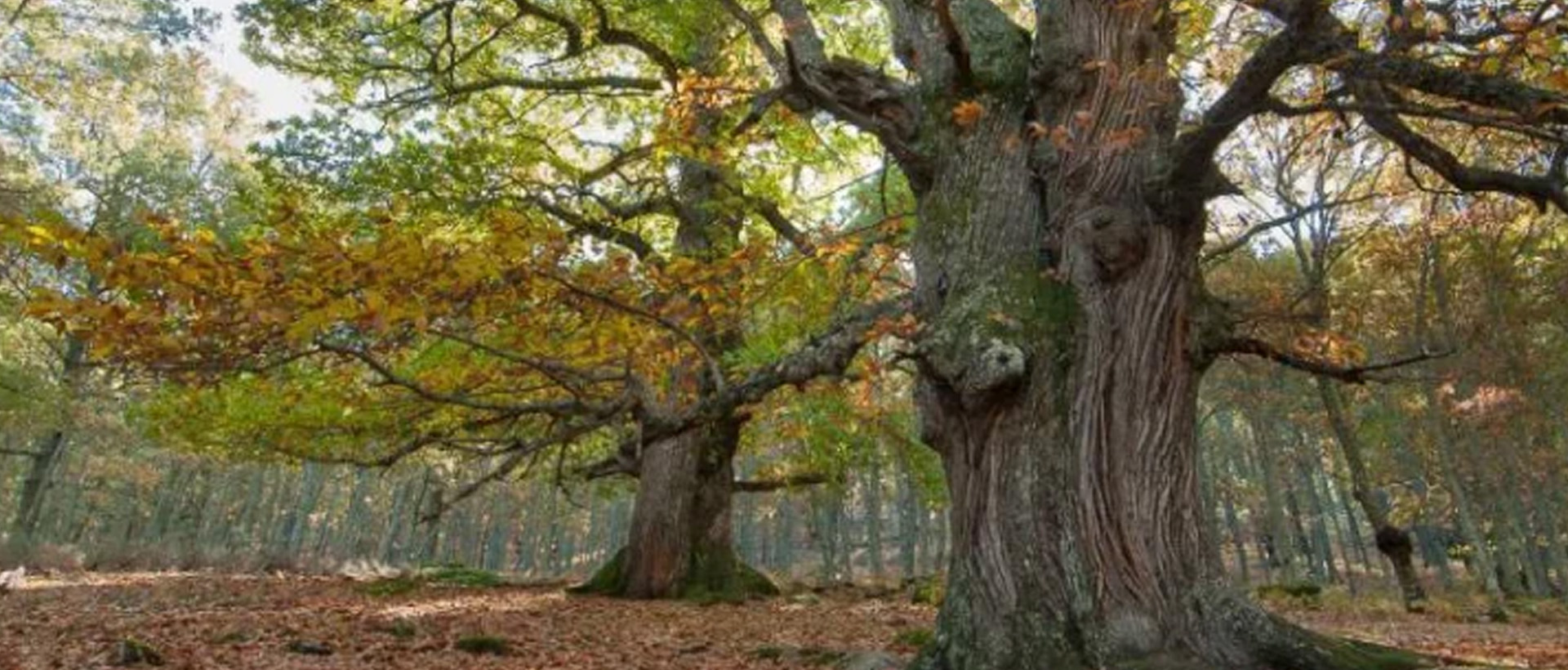 Bosques para descubrir en otoño