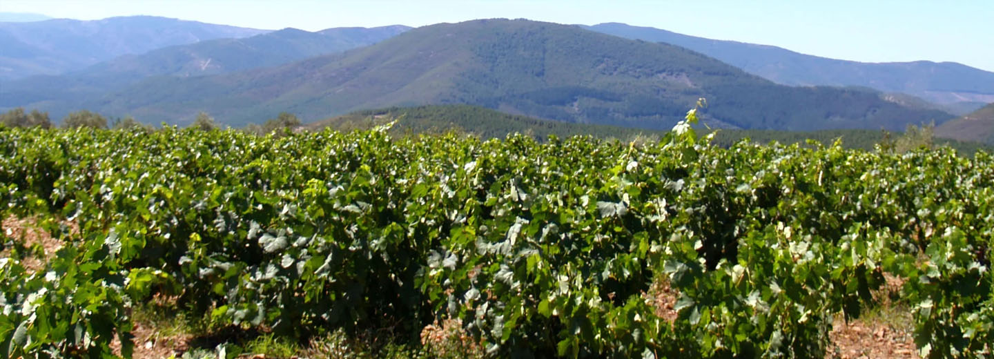 Viñedos en la Ruta del Vino Sierra de Francia.